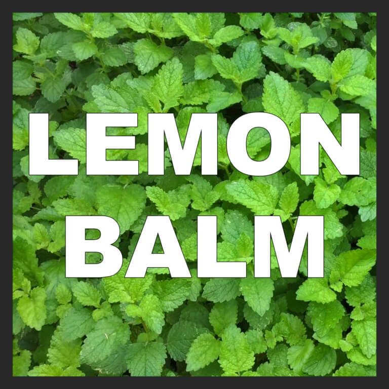 Lemon Balm
