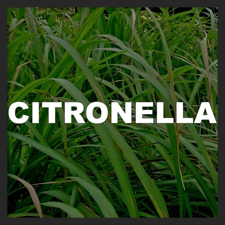 Citronella