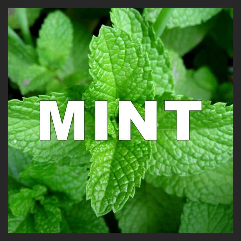 Mint