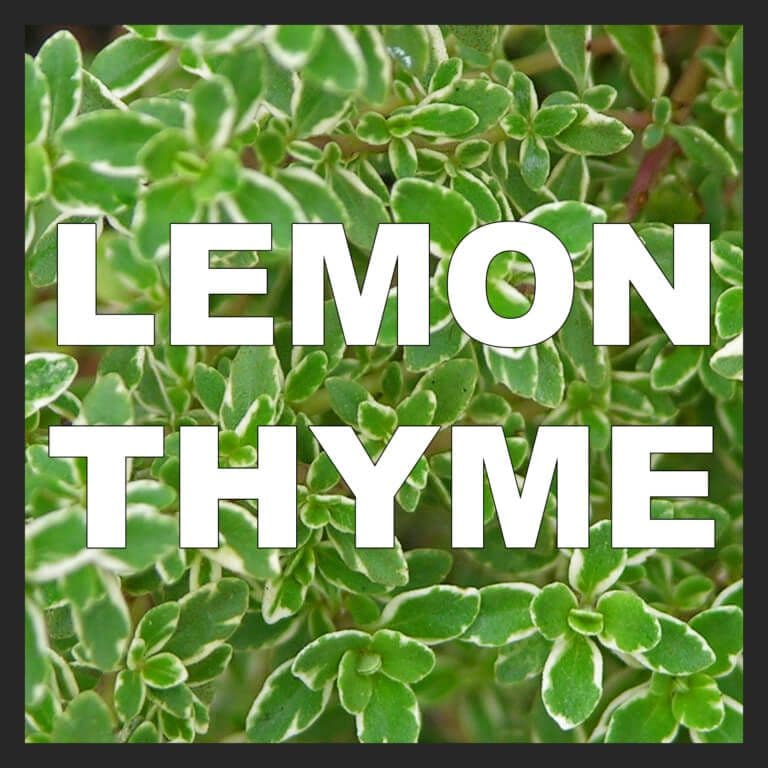 Lemon Thyme
